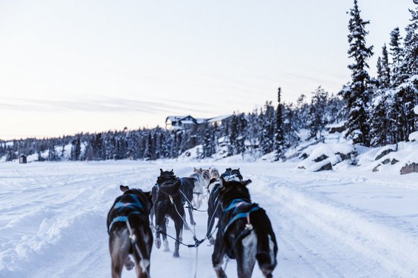 Où participer à une excursion en traîneau à chiens en Sibérie?